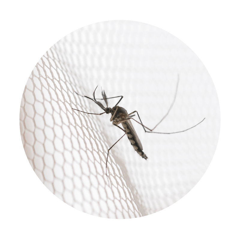 A close up of a mosquito resting on a net